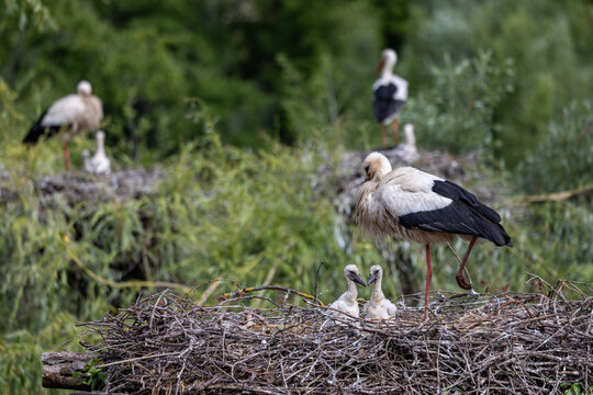View of white storks with their chicks in large twig nests surrounded by lush green foliage in Selestat, Grand Est, France.
