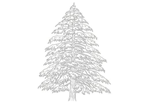 A detailed, black-and-white line drawing depicts a tall, slender pine tree. The tree&rsquo;s branches extend upwards, forming a conical shape.