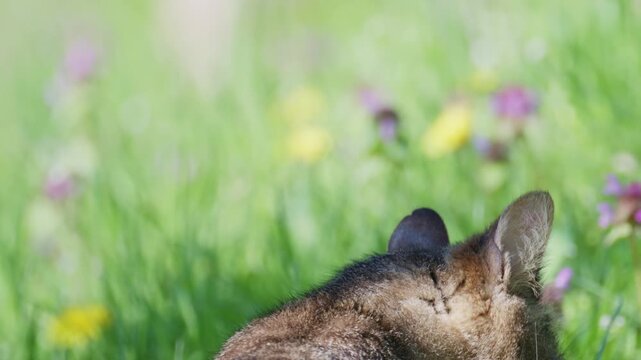 Domestic cat head turns and lowers to green grass and flowers in bright sunlight.