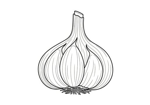 A single garlic bulb is depicted in a black and white line drawing. The bulb has a rounded shape with visible layers and roots.