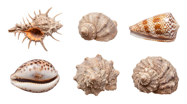 Natural seashells, including conch and spiral forms, with distinct textures, isolated on a transparent background.
