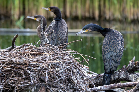 View of great cormorants perched on a large stick nest in a wetland environment with reeds in the background in Selestat, Grand Est, France.