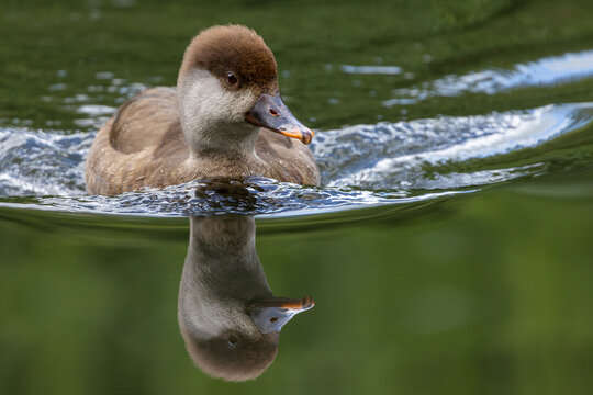 View of a brown duck swimming in calm green water with a clear reflection on the surface in Selestat, Grand Est, France.