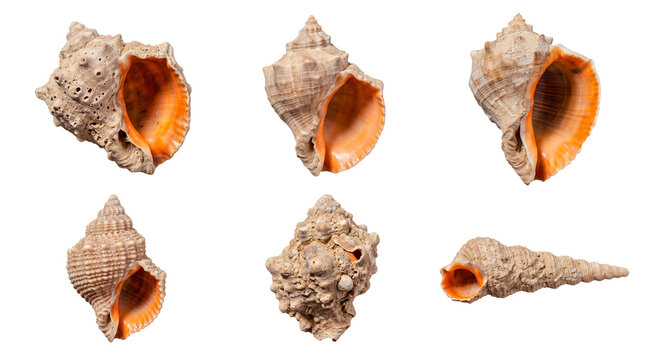 Collection of various natural sea shells, isolated on a transparent background, showcasing ocean beauty and marine life.