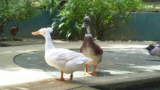 quack quack the ducks standing under the sun, two ducks enjoying the day in the park, bird flying pass by in the background