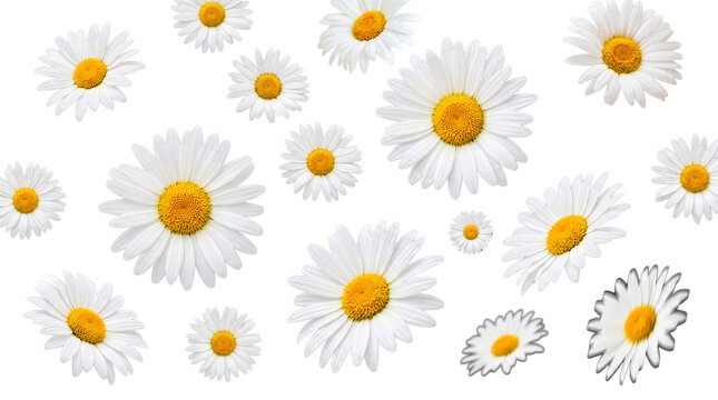 An abundance of charming white daisies with vivid yellow centers, beautifully spread out on transparent background.