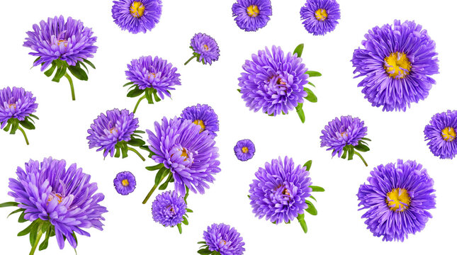 Beautiful purple aster flowers in full bloom are gracefully scattered, isolated on a transparent background.