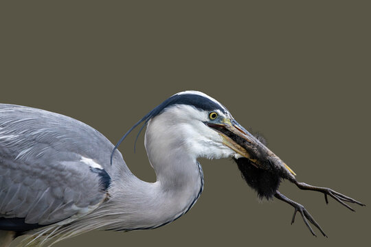 View of a grey heron holding a small mammal in its beak against a neutral background in Selestat, Grand Est, France.