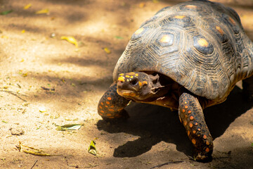 Obraz premium Red-Footed Tortoise Walking on Sandy Ground