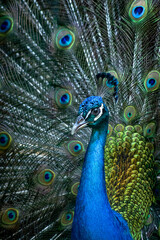 Obraz premium Male Peacock Displaying Vibrant Plumage
