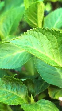 Vertical macro of vibrant green hydrangea leaves texture. Close up of lush plant foliage with serrated edges and leaf veins in soft natural light.