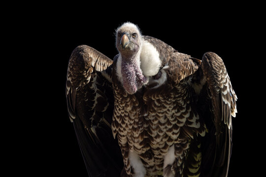 View of a vulture with detailed brown and white plumage and a white neck ruff against a black background in Selestat, Grand Est, France.