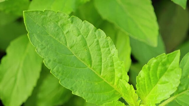 basil leaves