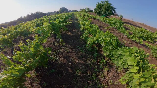 Lush green vineyard rows under sunny skies