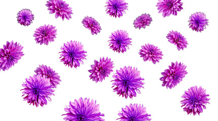 Elegant and striking purple dahlia blossoms gently scattered on a pristine transparent background. © Kayleigh