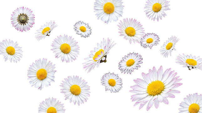 Many white common daisy flowers, each featuring bright yellow centers and delicate petals.