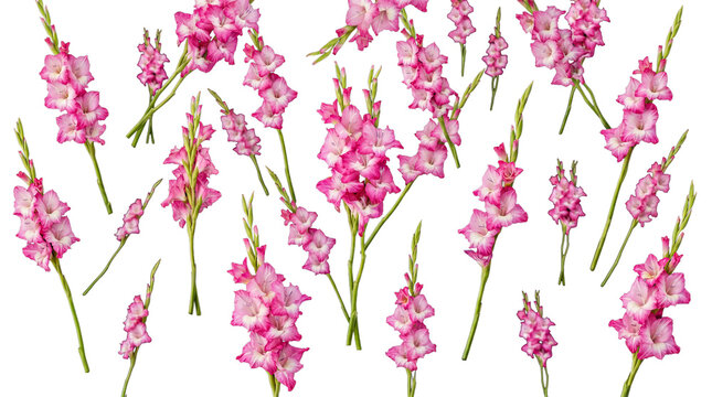 Elegant pink gladiolus flower stalks with lush green leaves, delicate and vibrant, isolated on a transparent background.