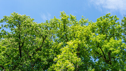 Fototapeta premium Chestnut Tree Canopy with Flowers Under Clear Sky