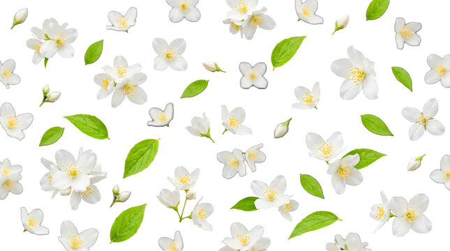 Beautiful white jasmine flowers and fresh green leaves gracefully scattered on a transparent background for design.