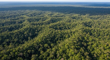 Fototapeta premium Aerial View Of Lush Green Forest Landscape From Above