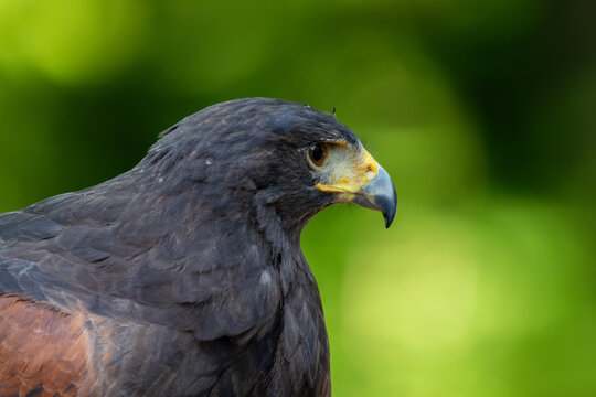 View of a Harris's hawk in profile with dark plumage and a sharp beak against a blurred green forest background in Selestat, Grand Est, France.