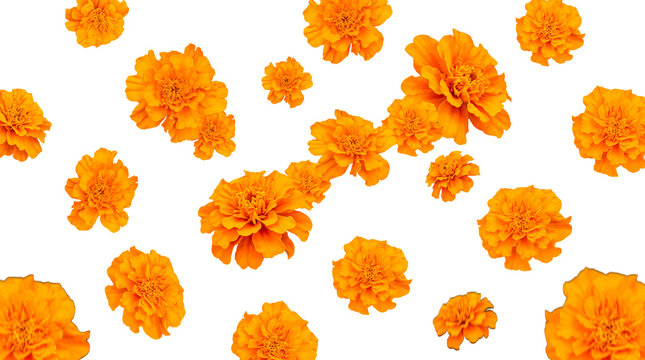 Scattered vibrant orange marigold flowers with lush petals isolated on a transparent background for design.