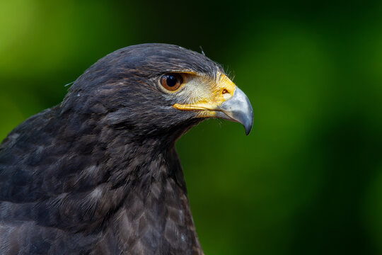 View of a majestic bird of prey with dark plumage and a sharp yellow beak against a blurred green background in Selestat, Grand Est, France.