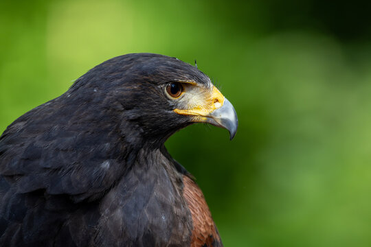 View of a majestic Harris's hawk in profile with its sharp beak and intense gaze against a soft green background in Selestat, Grand Est, France.