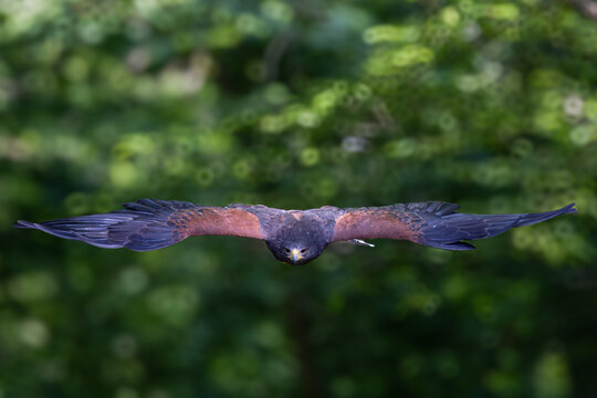 View of a Harris's hawk in flight with wings fully extended soaring through a lush green forest in Selestat, Grand Est, France.