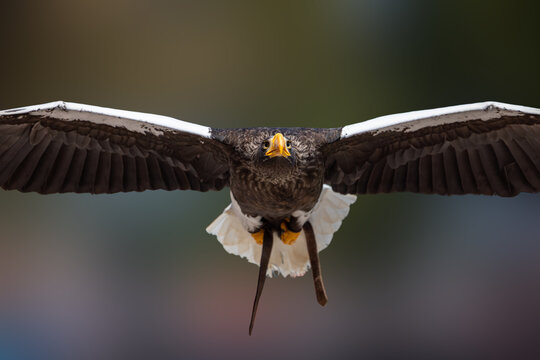 View of a Steller's sea eagle flying towards the camera with its wings spread wide against a blurred background in Selestat, Grand Est, France.