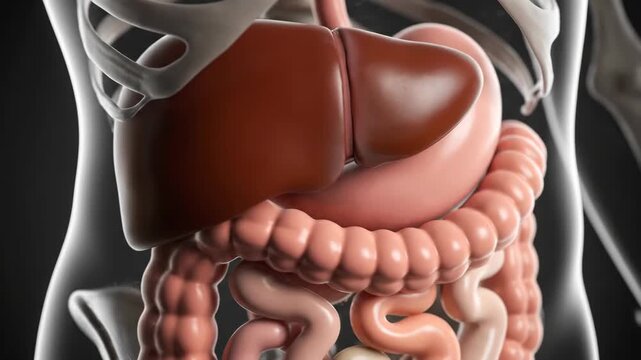 3D Medical Animation of Human Digestive System Highlighting Stomach and Liver for Acid Reflux Healthcare Concept