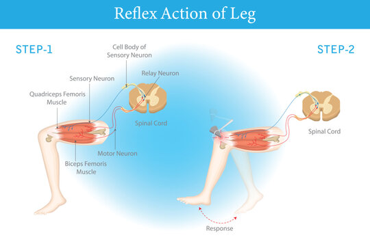 Diagram illustrating the reflex action of a leg with spinal cord nervous system skeletal muscle. Diagram showing reflex action of human leg with spinal cord and muscle contractions, nervous system.