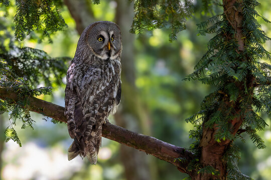 View of a Great Grey Owl perched on a tree branch surrounded by lush green pine needles in Selestat, Grand Est, France.
