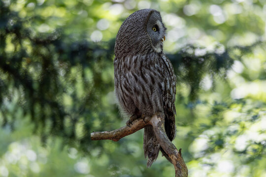 View of a Great Grey Owl perched on a tree branch with its head turned in a lush green forest in Selestat, Grand Est, France.