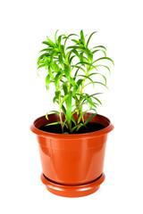 Fototapeta premium indoor lily in a brown pot isolated on a white background front view