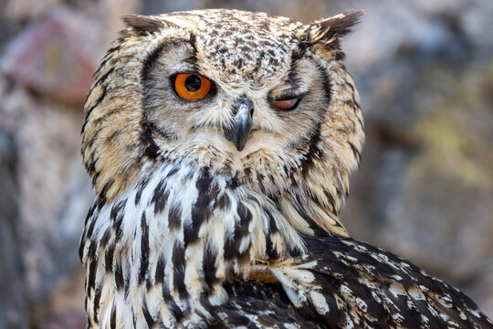 View of a Eurasian eagle-owl winking with one bright orange eye open and detailed plumage against a blurred background in Selestat, Grand Est, France.