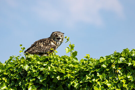 View of a majestic Eurasian Eagle-owl perched on a lush green ivy hedge with its beak open against a clear blue sky in Selestat, Grand Est, France.