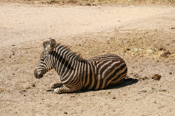 Obraz premium Full length side view of a zebra resting and lying down on dry sandy ground, wild animal in natural habitat, wildlife photography concept, african safari animal sitting in the park.