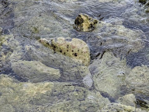 Close-up of a spotted marine snail shell resting among rocks in clear shallow seawater, highlighting coastal biodiversity, natural textures, and aquatic habitat details.