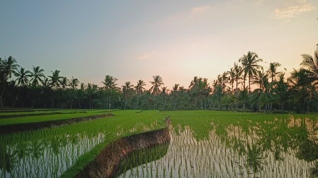 Green rice field in Banyuwangi at sunrise.