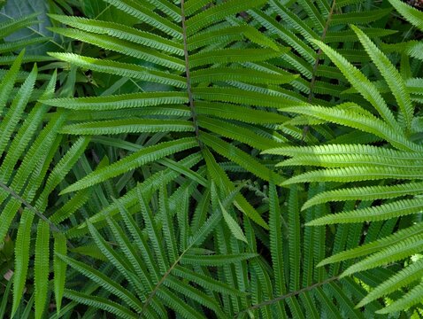 Close-up of vibrant green fern fronds forming a dense tropical foliage pattern, ideal for nature backgrounds, botanical themes, environmental concepts, and organic texture designs.