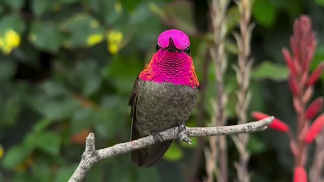 Vibrant Anna's Hummingbird with Magenta Throat Perched on Branch