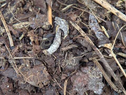 Close-up of dried leaves, twigs, bark fragments, and organic debris on a forest floor. Natural earthy texture ideal for ecological, botanical, environmental, and background design projects.