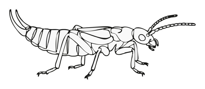 Earwig insect side view line art vector icon. Generative AI