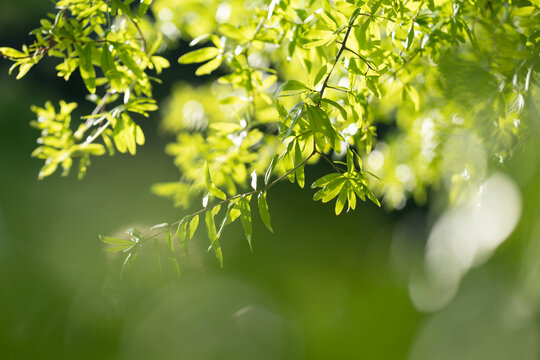 Outdoor greenery. Leaf texture. Sunlit branches. Blurred nature background. Bright green leaves. Botanical background. Eco nature concept. Fresh spring leaves. Peaceful natural scenery.