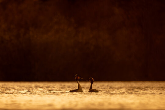 View of two great crested grebes swimming on a calm lake during golden hour with warm sunset light reflecting on the water Selestat, Grand Est, France.