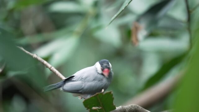 Padda oryzivora with distinct markings perching on a thin twig in the forest.