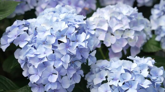 Closeup of blue hydrangea blossom swaying with breeze. Video with sound.
