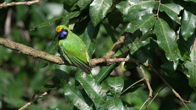 A chloropsis aurifrons perched on a branch hidden among dense tropical leaves.