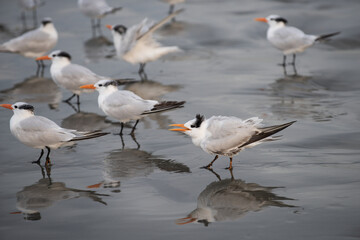 Obraz premium Seabirds resting on wet shoreline. Seabirds standing near gentle waves. Seabirds reflected on calm beach water. Seabirds gathered along quiet coast.